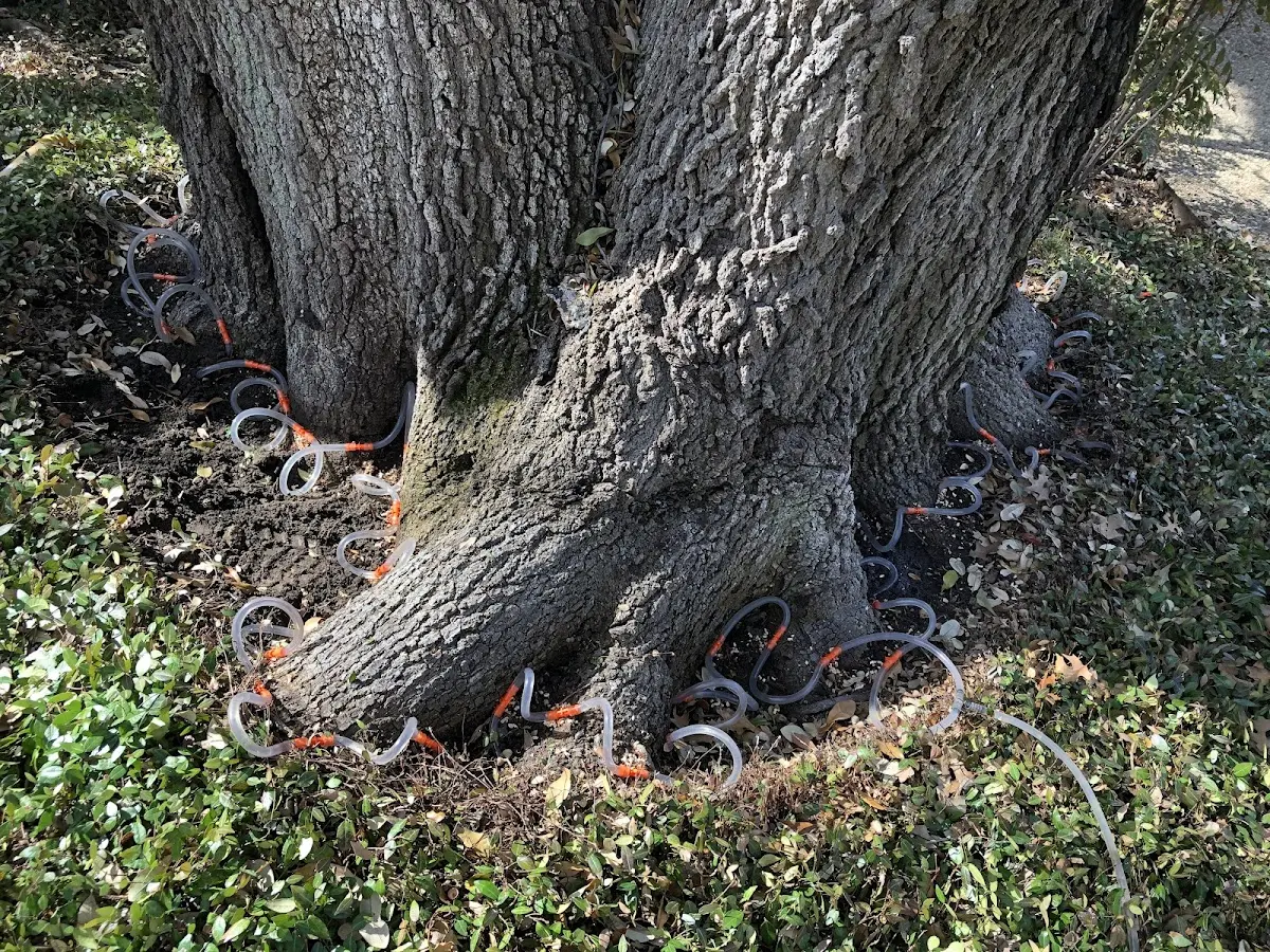 Detailed Tree Cabling and Bracing job site in Banquete