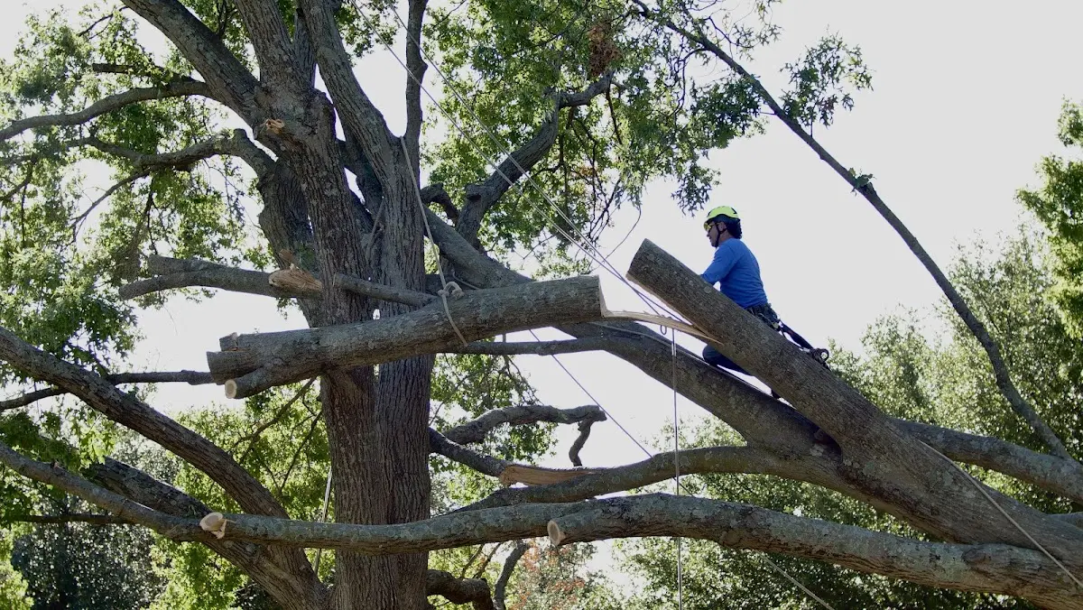 Professional Crown Thinning performed by certified arborists in Banquete
