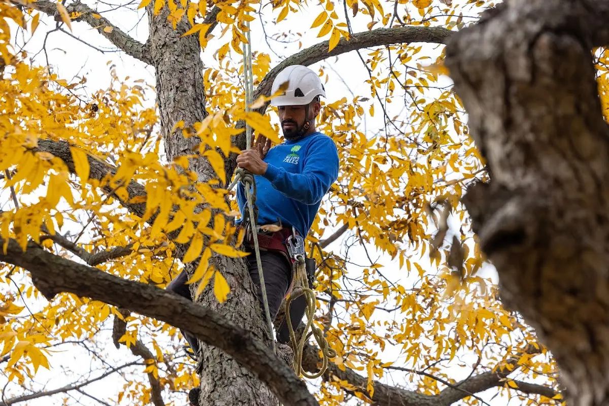 Skilled Tree Planting crew working in Banquete