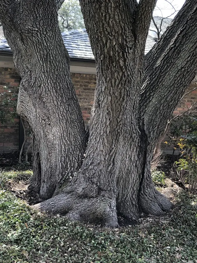 Mature heritage tree close to a Banquete property cared for by certified arborists